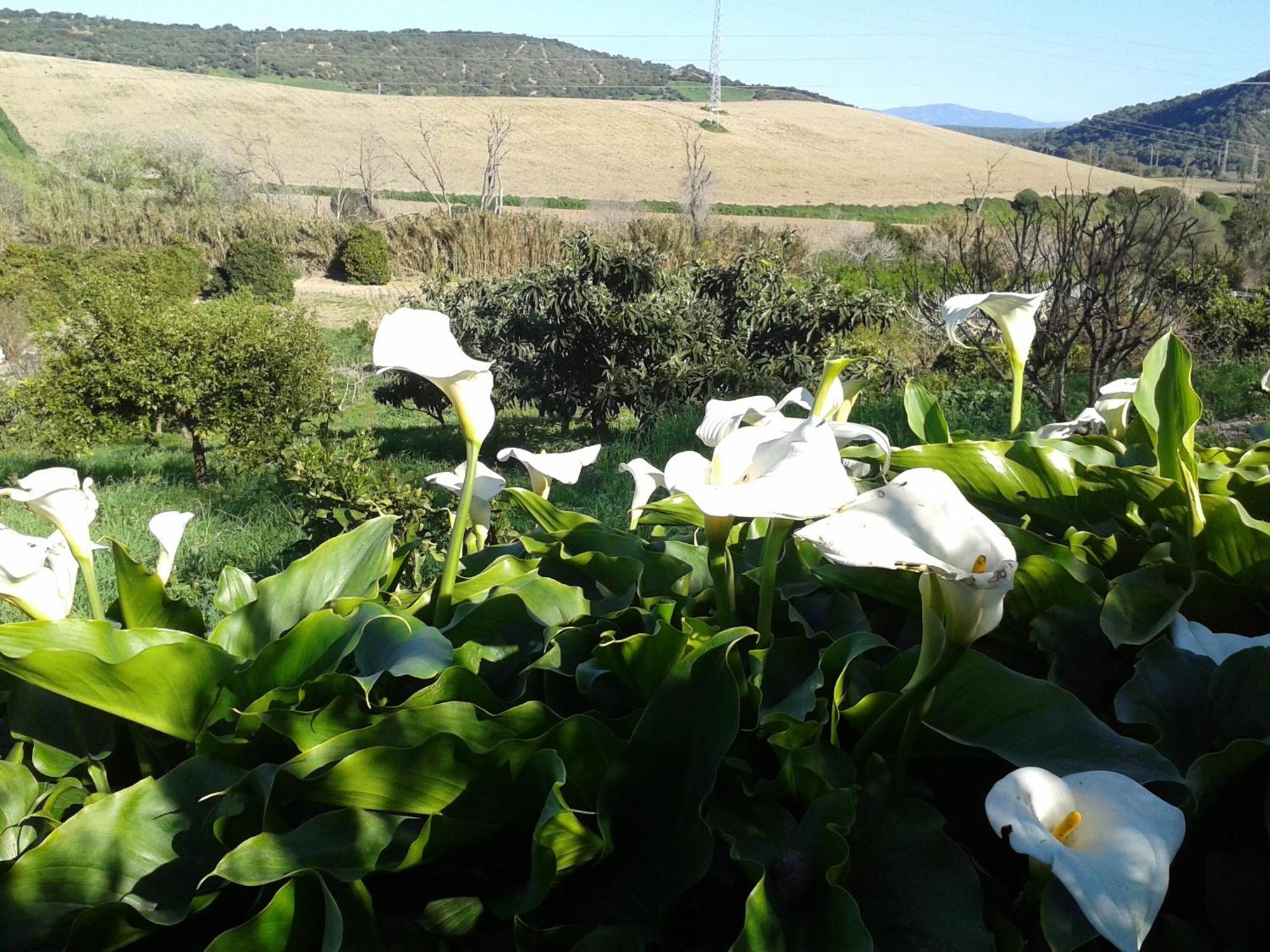 Casa Rural El Cubillo Vejer de la Frontera Bagian luar foto
