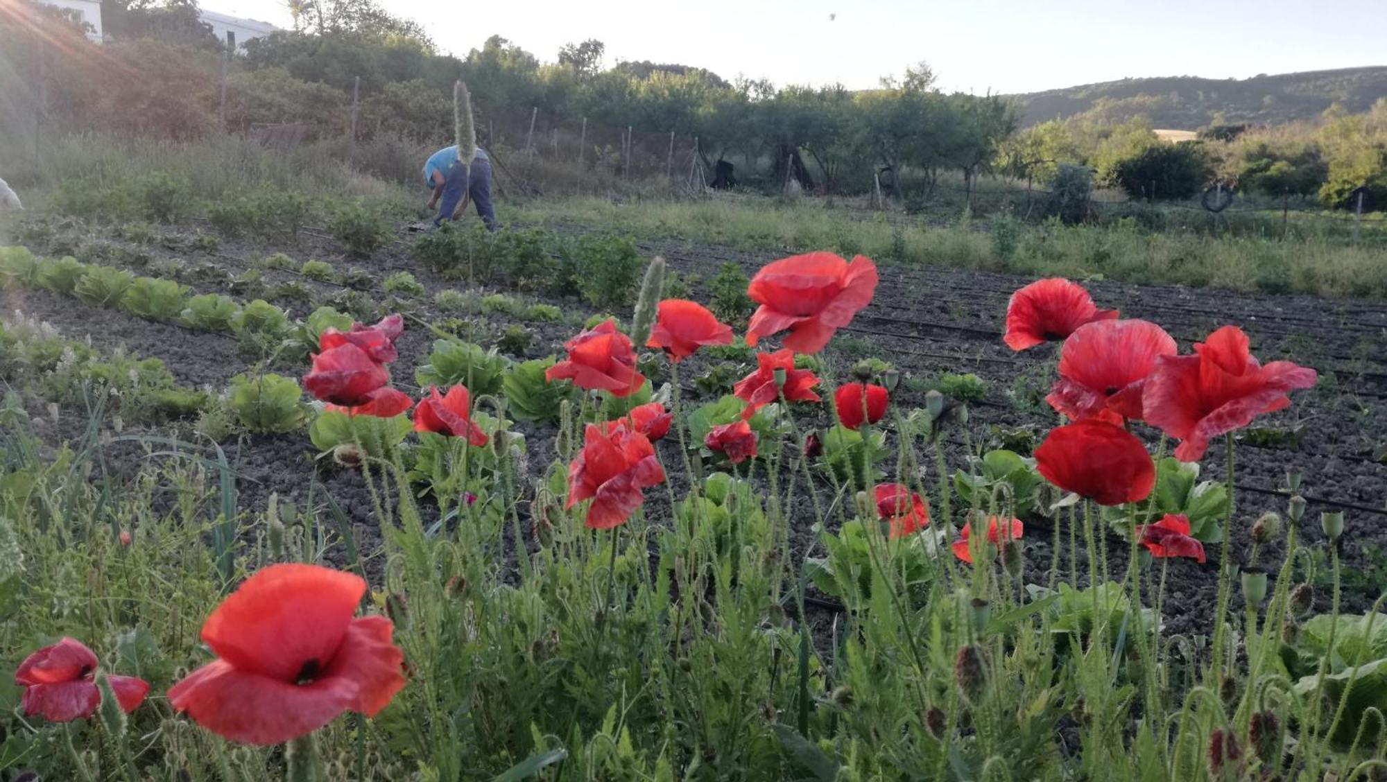 Casa Rural El Cubillo Vejer de la Frontera Bagian luar foto